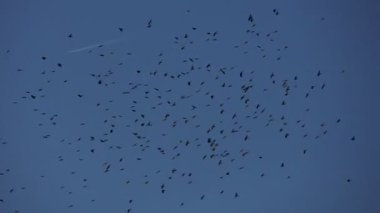 Sarı gagalı öküz sürüsü dolomit dağlarında yükseklerde uçuyor.