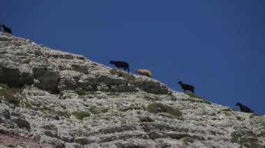 Yaz mevsiminde dolomitler üzerinde yürüyen bir koyun sürüsü.