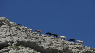 Yaz mevsiminde dolomitler üzerinde yürüyen bir koyun sürüsü.