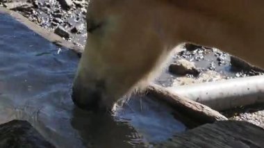 Dolomit dağlarında açık kahverengi atlar İtalya