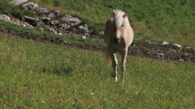 Dolomit dağlarında açık kahverengi atlar İtalya