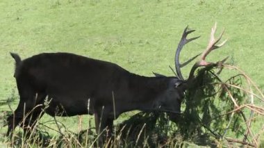Kırmızı geyik çam ağacı dallarında boynuzları temizliyor.