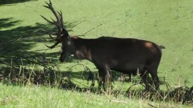 Kırmızı geyik çam ağacı dallarında boynuzları temizliyor.