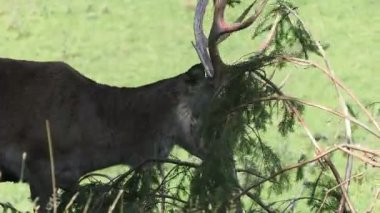 Kırmızı geyik çam ağacı dallarında boynuzları temizliyor.