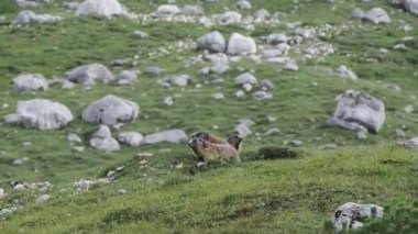 Dolomitlerdeki Dağ Sıçanı Fanes Ulusal Parkı Dağları İtalya
