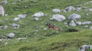 Dolomitlerdeki Dağ Sıçanı Fanes Ulusal Parkı Dağları İtalya