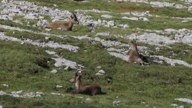 Steinbock Capra dağ keçisi Col Bechei Fanes Park, Dolomite dağları İtalya