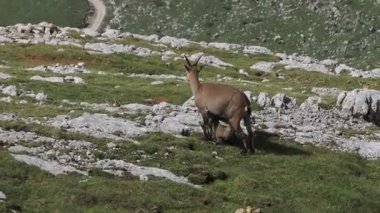 Steinbock Capra dağ keçisi Col Bechei Fanes Park, Dolomite dağları İtalya
