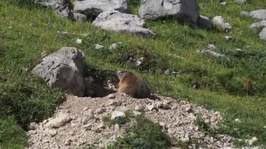 Dolomitlerdeki Dağ Sıçanı Fanes Ulusal Parkı Dağları İtalya