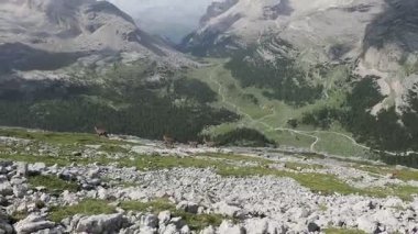 Steinbock Capra dağ keçisi Col Bechei Fanes Park, Dolomite dağları İtalya