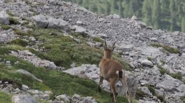 Steinbock Capra dağ keçisi Col Bechei Fanes Park, Dolomite dağları İtalya