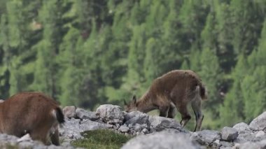 Steinbock Capra dağ keçisi Col Bechei Fanes Park, Dolomite dağları İtalya