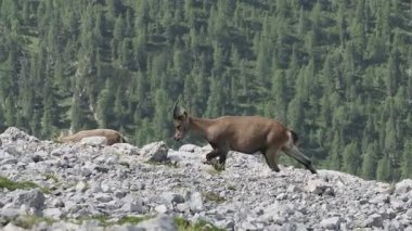 Steinbock Capra dağ keçisi Col Bechei Fanes Park, Dolomite dağları İtalya
