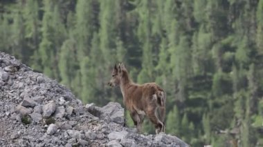 Steinbock Capra dağ keçisi Col Bechei Fanes Park, Dolomite dağları İtalya