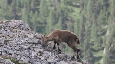 Steinbock Capra dağ keçisi Col Bechei Fanes Park, Dolomite dağları İtalya