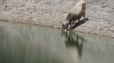 İtalya 'da Fanes Park Dolomitleri' nde Limo Gölü 'nde içen bir inek.