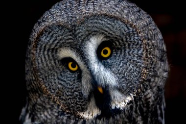 Büyük Gri Baykuş Strix Nebulosa. Siyah arkaplanda izole edilmiş yakın plan portresi.