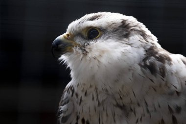 Bir Falco Cherrug şahin yırtıcı kuşu siyah arka planda yakın plan portresi