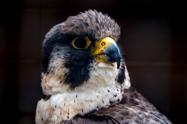 Yırtıcı bir şahin kuşu. Siyah arka planda yakın plan portresi.