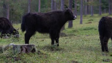Boğa Yak inek tibet nepal memeli asya