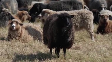 Sylt Adası 'nda rüzgârda kaybolan koyunlar 