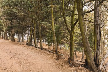 Gün batımında güzel orman manzarası. Işık, altın ve sıcak tonlarla çevrili büyülü bir atmosferi kaplıyor..
