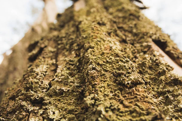 Ormandaki Çam Ağaçlarının Yaprakları Dalları Kabukları Tohumları Gün Batımının Altın — Stok fotoğraf