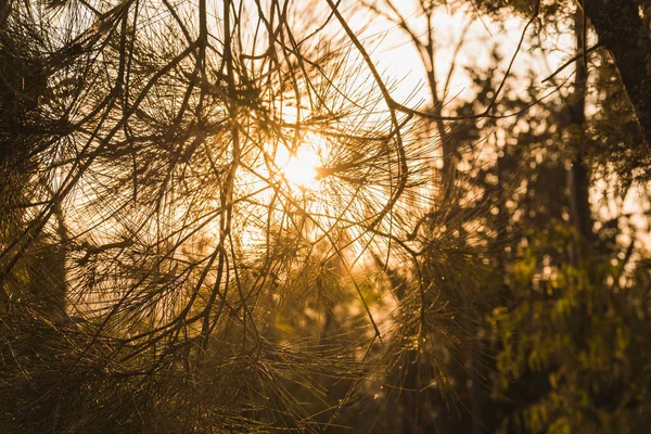 Bela Paisagem Florestal Pôr Sol Luz Envolve Uma Atmosfera Mágica — Fotografia de Stock