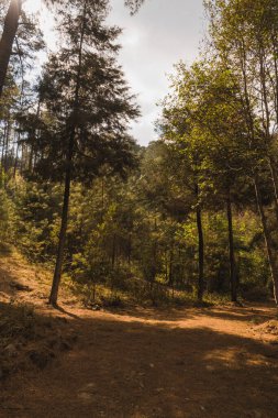 Michoacan dağlarında ağaçlar ve çamlarla dolu bir orman, gün batımı ağaçların yapraklarına altın rengi verir..