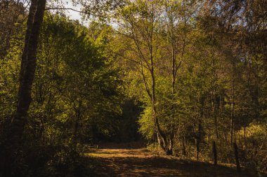 Michoacan dağlarında ağaçlar ve çamlarla dolu bir orman, gün batımı ağaçların yapraklarına altın rengi verir..