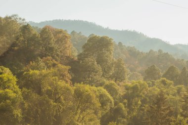 Michoacan dağlarında ağaçlar ve çamlarla dolu bir orman, gün batımı ağaçların yapraklarına altın rengi verir..