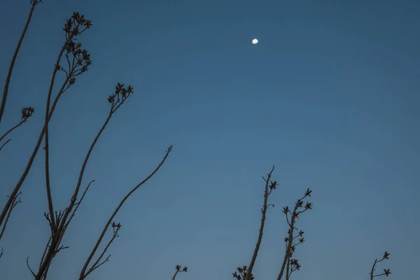 Minimalistic image of branches of a tree with the blue sky as background and the moon.