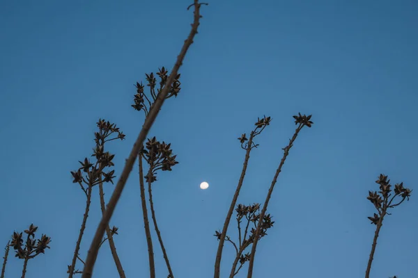 Minimalistický Obraz Větví Stromu Modrou Oblohou Jako Pozadím Měsícem — Stock fotografie