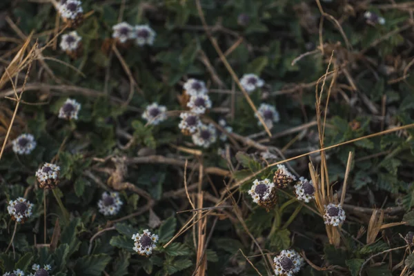 Textura Malých Fialových Bílých Květů Trávě — Stock fotografie