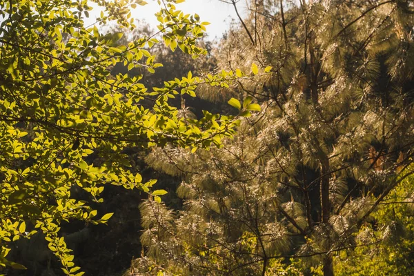 Δάσος Γεμάτο Δέντρα Και Πεύκα Στα Βουνά Του Michoacan Ηλιοβασίλεμα — Φωτογραφία Αρχείου
