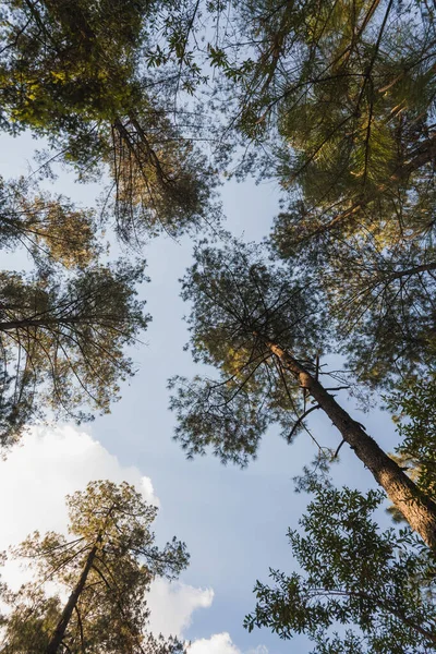 Michoacan Dağlarında Ağaçlar Çamlarla Dolu Bir Orman Gün Batımı Ağaçların — Stok fotoğraf