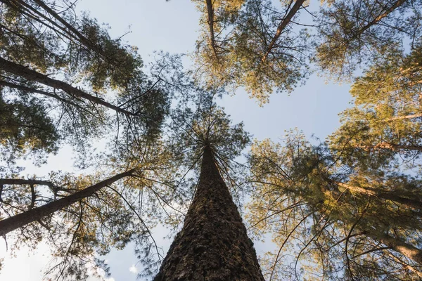 Michoacan Dağlarında Ağaçlar Çamlarla Dolu Bir Orman Gün Batımı Ağaçların — Stok fotoğraf