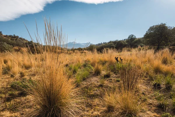 Bergslandskap Med Torra Och Bärnstensfärgade Gräsmarker Början Våren Nevado Tolucas — Stockfoto