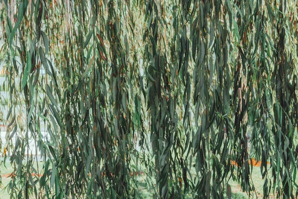 Textur Aus Grünen Blättern Und Zweigen Einer Trauerweide — Stockfoto