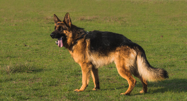 Long-haired German shepherd dog playing on the green grass in the forest