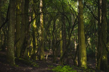 Ormanın ortasında yosunlu ağaçlar, sis mistisizm yaratır, ışık ışınları dalların arasına girer..