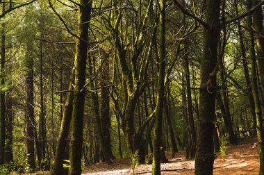 Ormanın ortasında yosunlu ağaçlar, sis mistisizm yaratır, ışık ışınları dalların arasına girer..