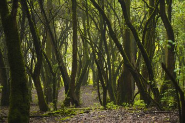 Ormanın ortasında yosunlu ağaçlar, sis mistisizm yaratır, ışık ışınları dalların arasına girer..