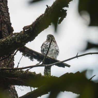 Atmaca (Buteo jamaicensis) tepelerdeki bir ağaç dalında duruyor..