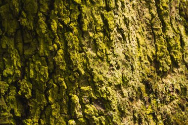 Dalların dokusu, odun, yosun ve ağaç kabuğu, mantar.