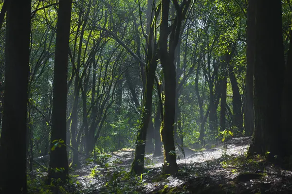 Ormanın Ortasında Yosunlu Ağaçlar Sis Mistisizm Yaratır Işık Işınları Dalların — Stok fotoğraf