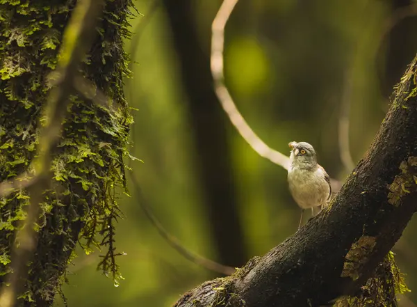 Vogel Frisst Motte Während Auf Die Äste Eines Moosigen Baumes — Stockfoto