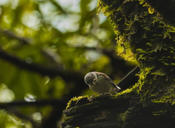 무당벌레의 나뭇가지를 기어오르다가 나방을 잡아먹는 — 스톡 사진