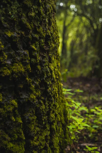 Dalların Dokusu Odun Yosun Ağaç Kabuğu Mantar — Stok fotoğraf