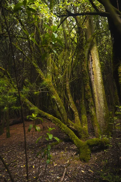 Bomen Met Mos Het Midden Van Het Bos Mist Genereert — Stockfoto